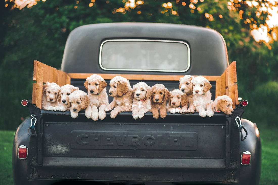 Hitting the Road with Your Furry Friend: Dog-Friendly Road Trip Essentials